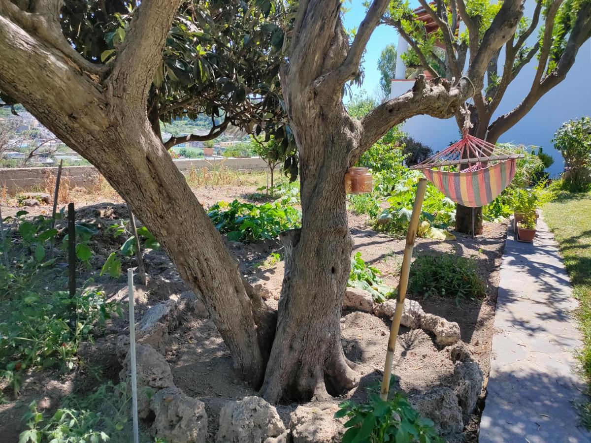 Il Giardino Barano dʼIschia Exterior foto